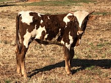 Honey Bull Calf